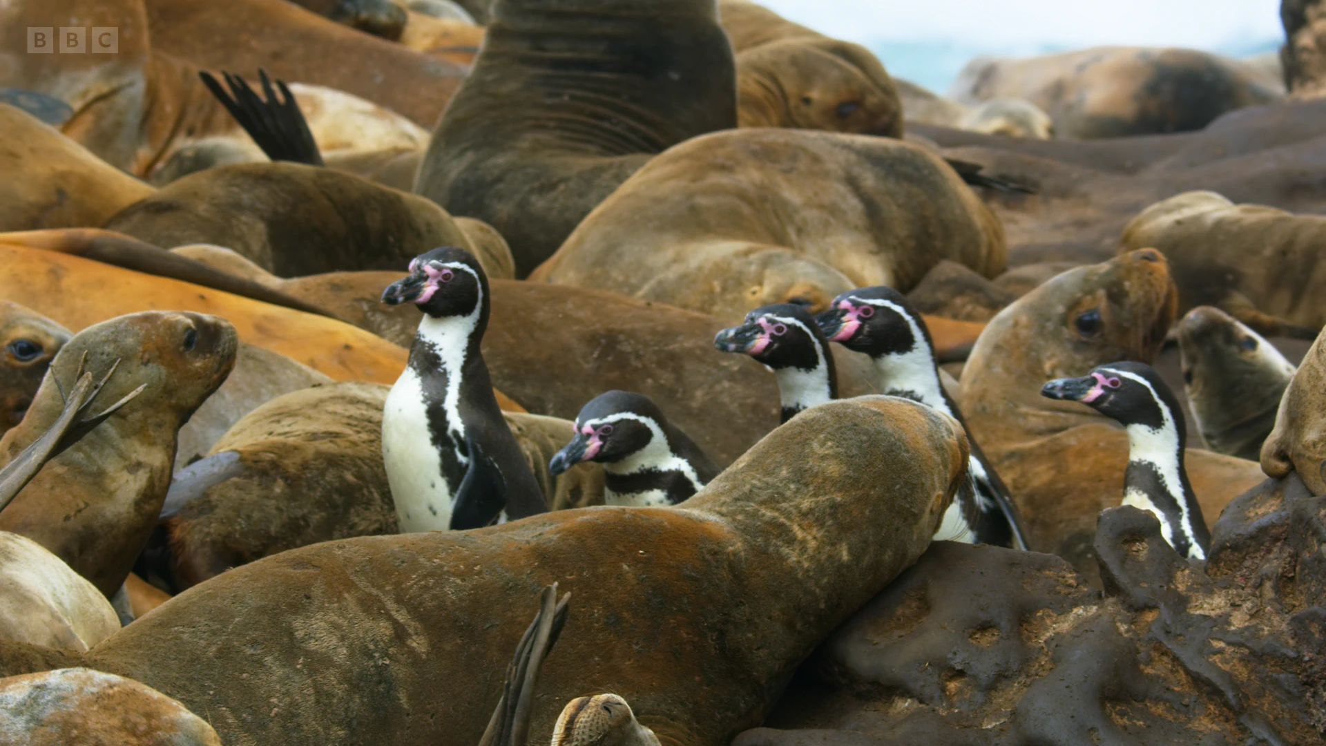 Humboldt penguin (Spheniscus humboldti) as shown in Seven Worlds, One Planet - South America